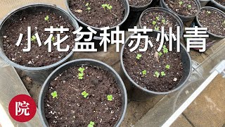 【彬彬有院】种•753小花盆种菜//小花盆种苏州青//九月下旬多伦多地区还能种些什么耐寒的蔬菜？