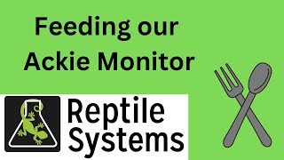 Feeding our Ackie monitor at Reptile Systems HQ