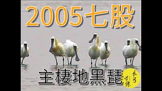 2005年黑琵|Black-faced Spoonbill in 2005 Taiwan