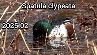 Northern shoveler (Shoveler) | Ducks in the park | February 2025