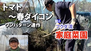 【家庭菜園】トマト～春ダイコン　生育左右する微生物　おまかせ菜園フクダ流