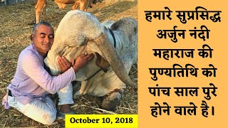 World's Top Class Gir Breeding Bull Arjun | गीर नंदी अर्जुन महाराज।