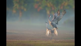 Sandhill Crane Pre-copulatory Stand and the Cloacal Kiss