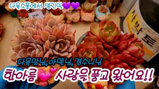 다육소풍  라방중에 생긴일💗사랑으로 한아름 품고 왔네요!! 다육맘님/아델님/경수님님💗💗