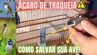 ⚠️ÁCARO DE TRAQUEIA - COMO SALVAR SUA AVE | TRATAMENTO ESPETACULAR!!!