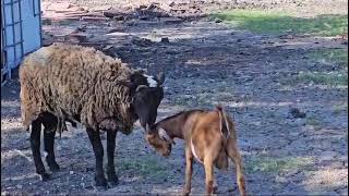 #goat #ram friendly itch