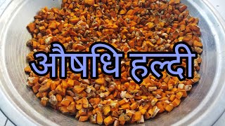 haldi ki prakrutik kheti Himachal Pradesh पहाड़ी हल्दी