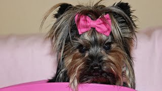 Teacup Yorkie Breed Guide: Everything You Need to Know 🐾