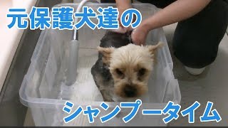 元保護犬達のシャンプータイム