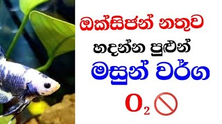 ඔක්සිජන් නැතුව හදන්න පුළුවන් මසුන් වර්ග