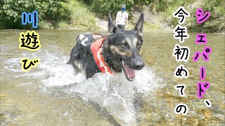 シェパード犬、今年初めての川遊びで大はしゃぎ【German Shepherd】 My Dog Really Had Fun In The River!