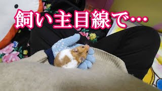 飼い主目線からのハムスター