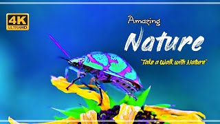 Nature videos with relaxing music in 4K, Nature Walk, Insects Videos