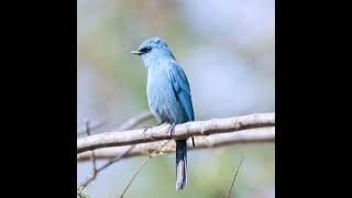 สีฟ้าทะลุใบไม้ #นกจับแมลงสีฟ้า #VerditerFlycatcher  #birdingthailand