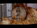 incredible orangutan moments part 1 top 5s bbc earth