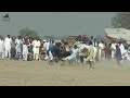 Dand Mela Angry Bull 1||  Bail Bull Race | Shook Ka Jahan | Rahim Yar Khan