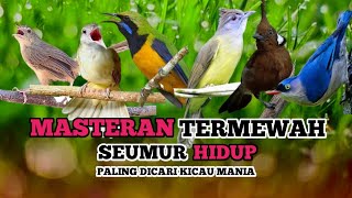 KOMBINASI MASTERAN PALING LENGKAP DAN PALING JERNIH | Masteran terbaik seumur hidup #masteranburung