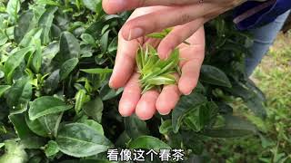 【杨一米茶】2021广西柳州三江早春茶，有机高山云雾茶，茶青一斤20多块