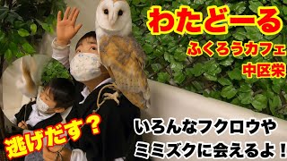 【フクロウ】cafeわたどーるに行ったら激しくフクロウが暴れまくった