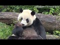 圓仔大口享用茄苳果，圓仔：果果好好吃啊～ 熊貓貓熊the giant panda yuan yuan and yuan bao 台北市立動物園