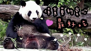 圓仔大口享用茄苳果，圓仔：果果好好吃啊～|熊貓貓熊The Giant Panda Yuan Yuan and Yuan Bao|台北市立動物園