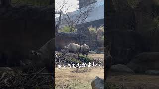 今日も仲良しライくんとサミアちゃん 2023.3.10 #天王寺動物園 #クロサイ #ライ #サミア #shorts