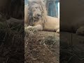 風強★ 59 ホワイトライオン・白獅子・セラムくん・リズムちゃん■white_lion・・・沖縄こどもの国・okinawa zoo u0026 museum 20211008