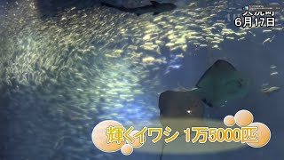 輝くイワシ1万5000匹【いばキラニュース】R3.6.18