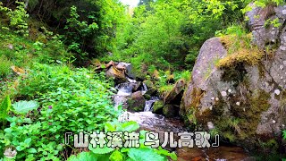 ｜缓解疲劳｜40分钟山林溪流 夏日鸟叫声 晨跑锻炼正能量音乐