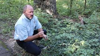Invasive Species: Periwinkle