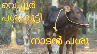 #vechurcowനാടൻ പശു | PASHU VALARTHAL | നാടൻ പശു വളർത്തൽ  | VECHOOR COW | പശു കറവ