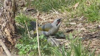 アオゲラ（緑啄木鳥）Green Woodpecker.