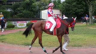 高知競馬　今年初めての新馬戦2歳＜パドック２＞　2018年7月29日　P7290035