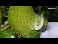 health benefits of soursop කටු අනෝදා කෑවොත් වෙන දේ 2018