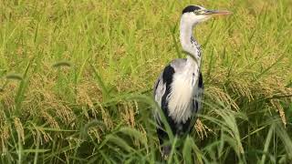 アオサギ　Grey Heron　和名では青で英名では灰色　青みがかった灰色が特徴的です【 Nussie Village / ぬっしー村 】