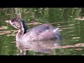 カイツブリ_136_ヒナ_2024.6.15.1 2.多摩川_little grebe_4k