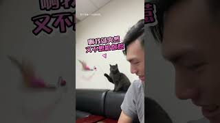 貓咪成精猛搖逗貓棒：奴才，嗨起來啊！ #逗貓棒 #成精 #shorts