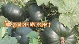 মিষ্টি কুমড়া চাষে বিঘাপতি ৫০ হাজার টাকা লাভ,  Sweet Pumpkin