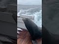 Sea Lion LEAPS onto Boat for Fish! #Shorts #Seals #Ocean