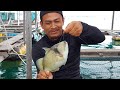 Sensasi Strike Ikan Pogot (Triggerfish) ‼️- Bersama Angler Lokal Katak Wiro 🐸