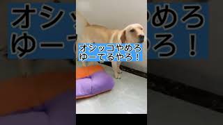 【IQ200の犬】おしっこかけられた犬が猫にめちゃくちゃ怒る可愛い犬の話  China TikTok reaction #shorts