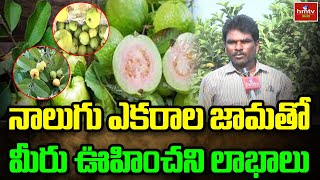 నాలుగు ఎకరాల జామతో మీరు ఊహించని లాభాలు | Guava Farming Profits | hmtv agri