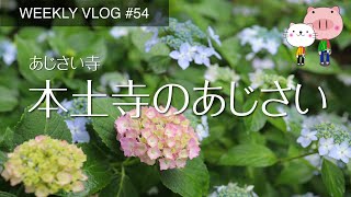 Hydrangea / cafes / Stray cats / Walking[Weekly vlog #54]