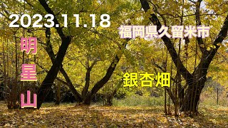 明星山（銀杏畑）2023年11月18日　福岡県久留米市