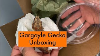 New Superblotch Gargoyle Gecko Unboxing!