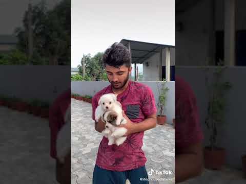 How much does a mini Spitz cost?