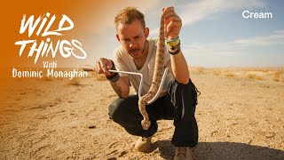 The Venomous Viper | Wild Things with Dominic Monaghan | Namibia (Season 1 Episode 4)