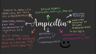 Ampicillin | Medicines 101