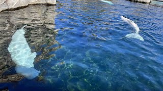 Beluga whale at Mystic Aquarium in critical condition