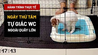 [Ngày 8|30] Tự giác WC đúng chỗ khi chơi ngoài quây lớn-Học Sủa, Im lặng | Hướng dẫn thực tế BossDog